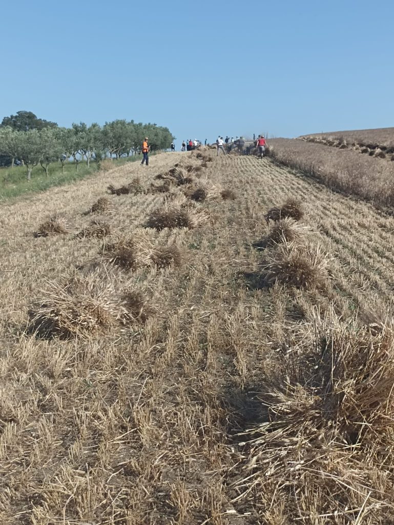 tradizioni molise