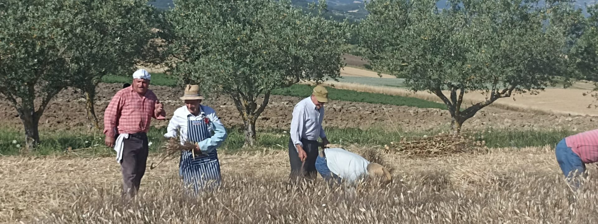 MIETITURA DEL GRANO DI JELSI - TRADIZIONI MOLISE