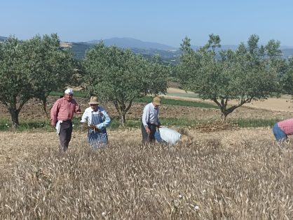 MIETITURA DEL GRANO DI JELSI - TRADIZIONI MOLISE