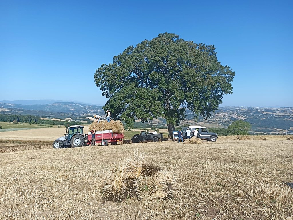 tradizioni molise