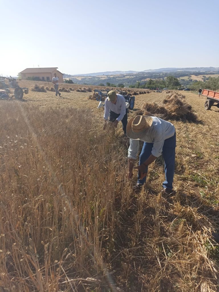 tradizioni molise